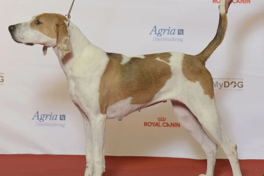 AMERICAN FOXHOUND - FCI Group 6