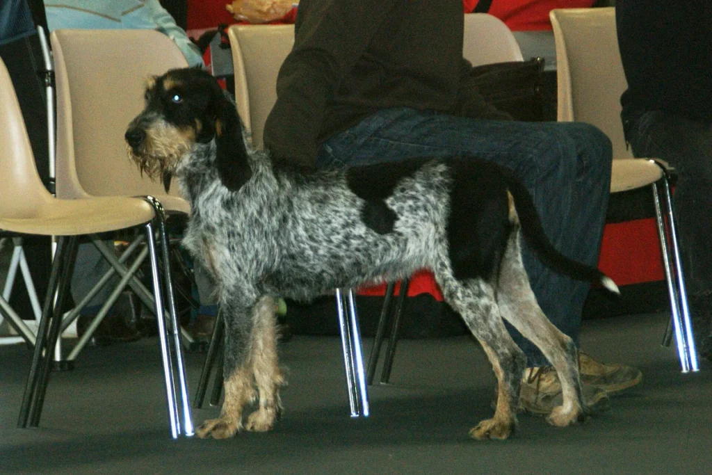 BLUE GASCONY GRIFFON - FCI Group 6