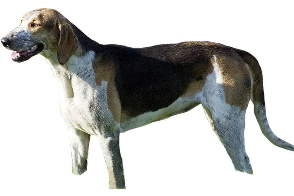 GREAT ANGLO-FRENCH TRICOLOUR HOUND - FCI Group 6