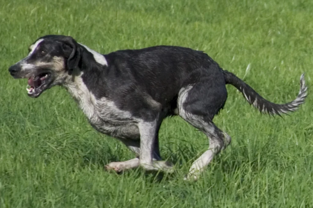 GREAT ANGLO-FRENCH WHITE AND BLACK HOUND - FCI Group 6