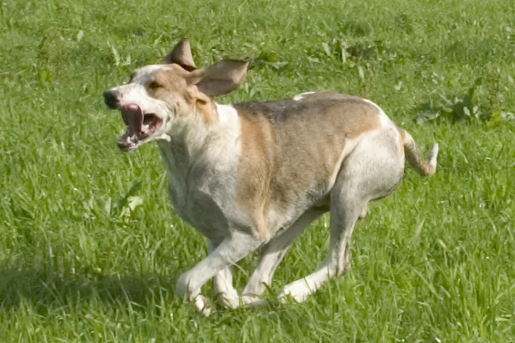 GREAT ANGLO-FRENCH WHITE & ORANGE HOUND - FCI Group 6