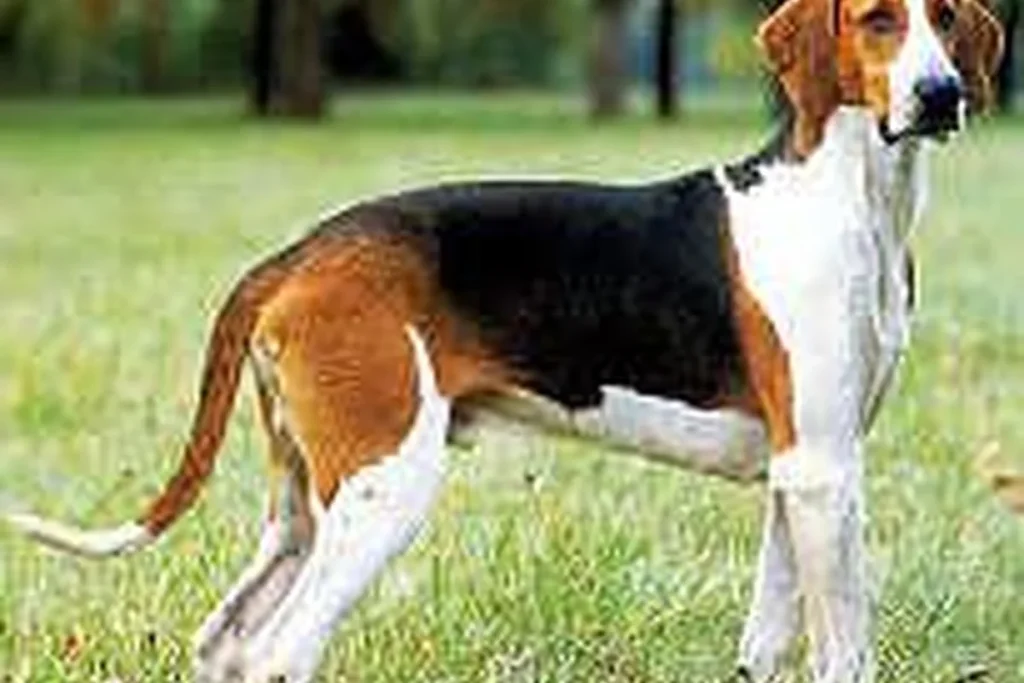 MEDIUM-SIZED ANGLO-FRENCH HOUND - FCI Group 6