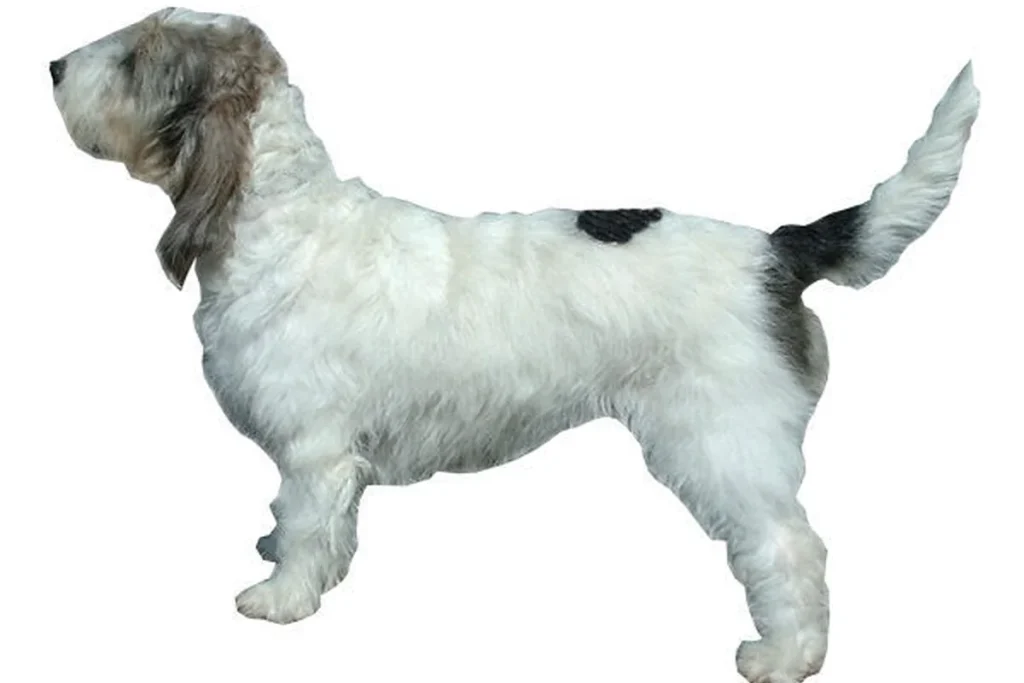 GRAND BASSET GRIFFON VENDEEN - FCI Group 6