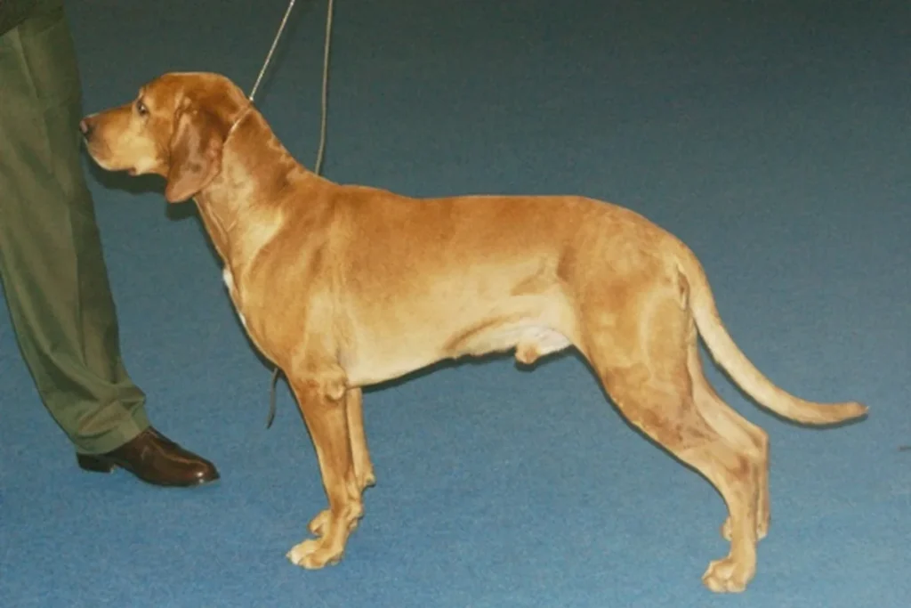 POLISH HUNTING DOG - FCI Group 6