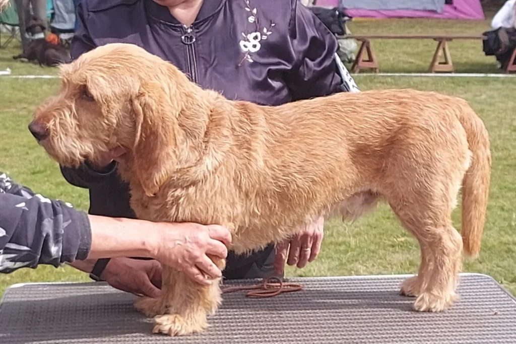 BASSET FAUVE DE BRETAGNE - FCI Group 6