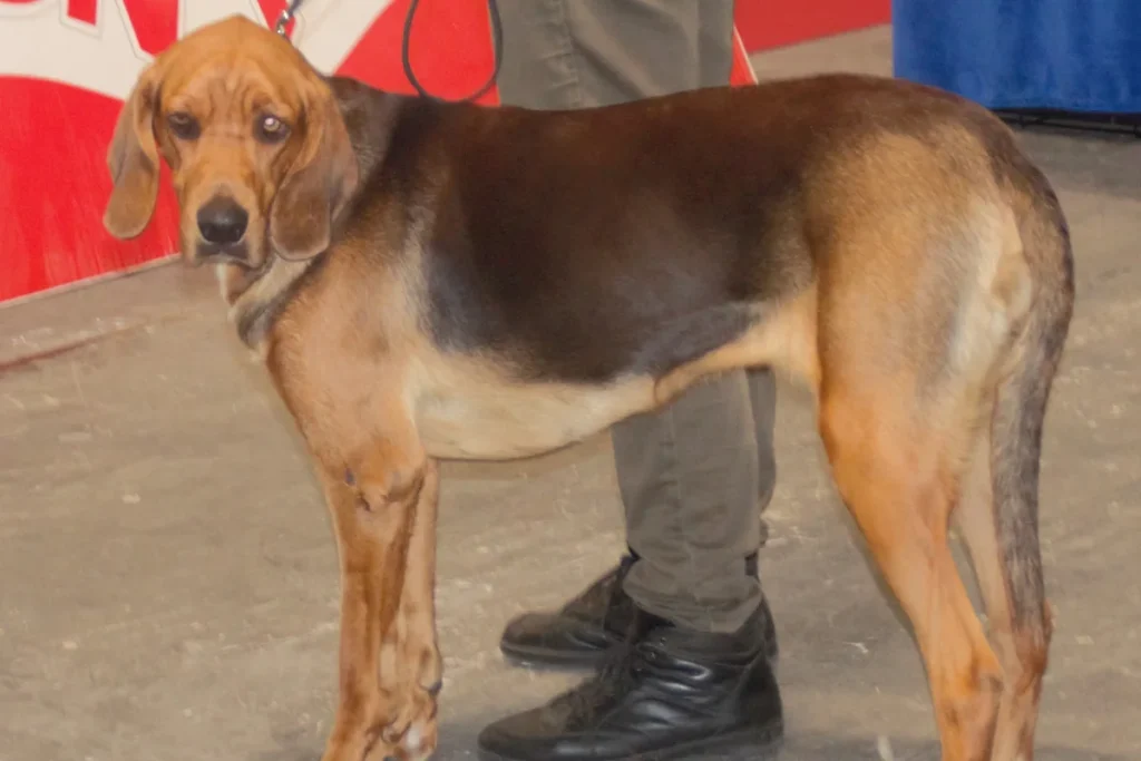 POLISH HOUND - FCI Group 6