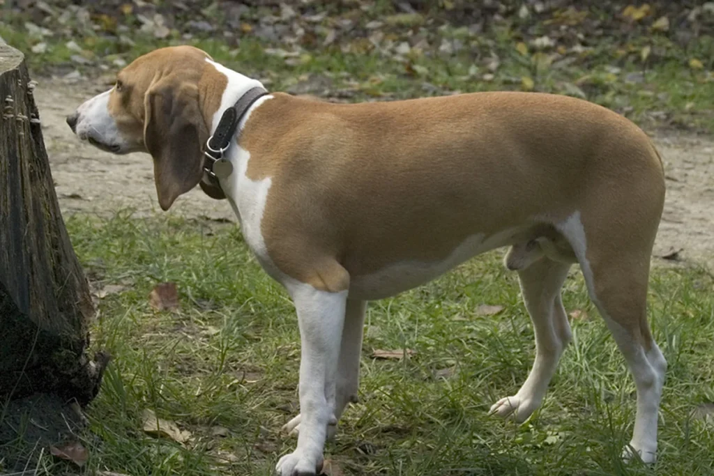 SMALL SWISS HOUND - FCI Group 6