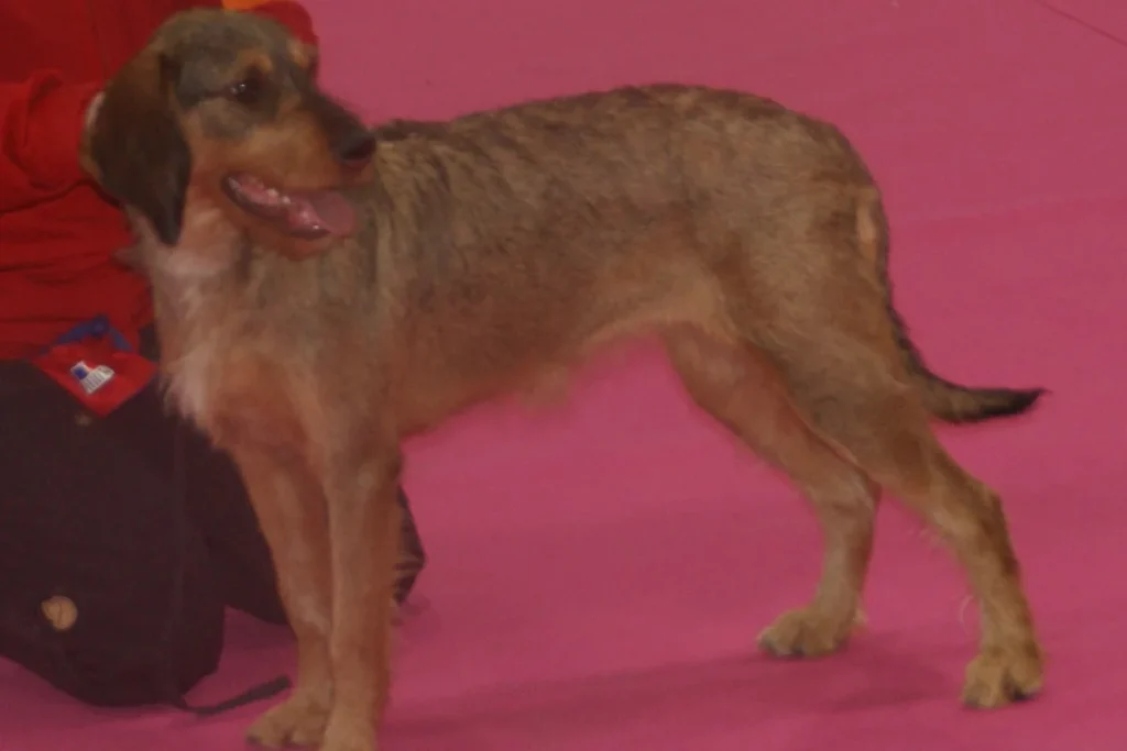 COARSE-HAIRED STYRIAN HOUND - FCI Group 6