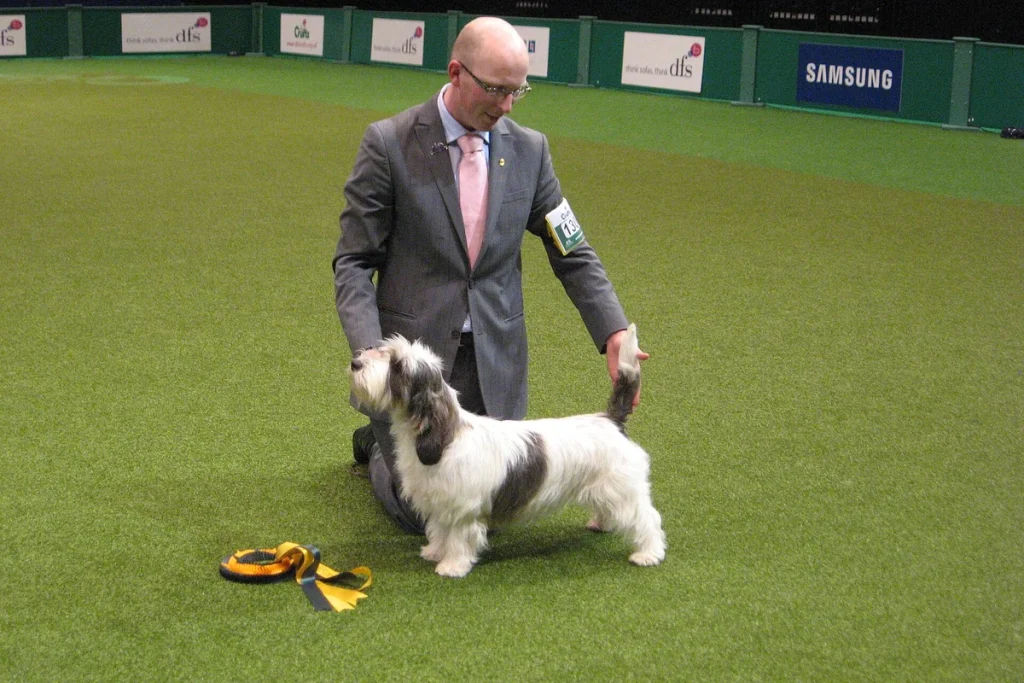 PETIT BASSET GRIFFON VENDEEN - FCI Group 6