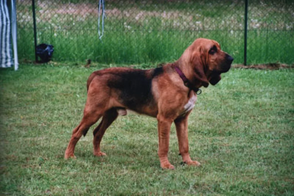 BLOODHOUND - FCI Group 6