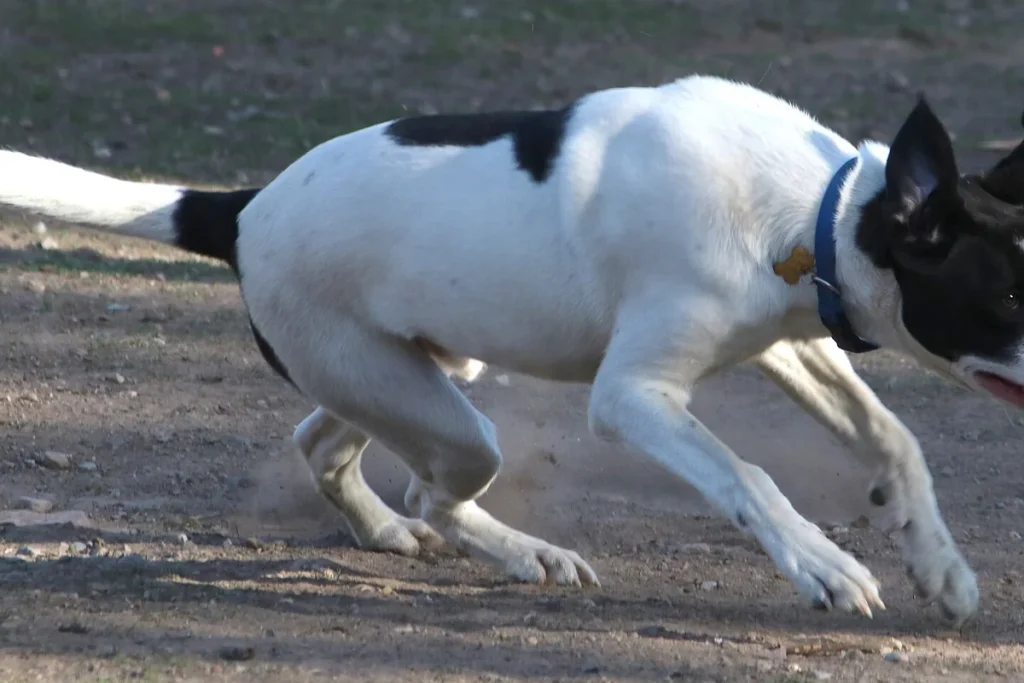 ENGLISH POINTER - FCI Group 7
