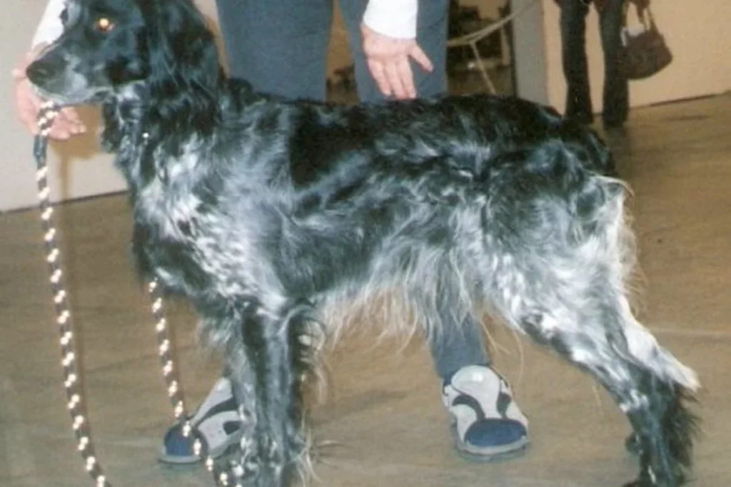 BLUE PICARDY SPANIEL - FCI Group 7