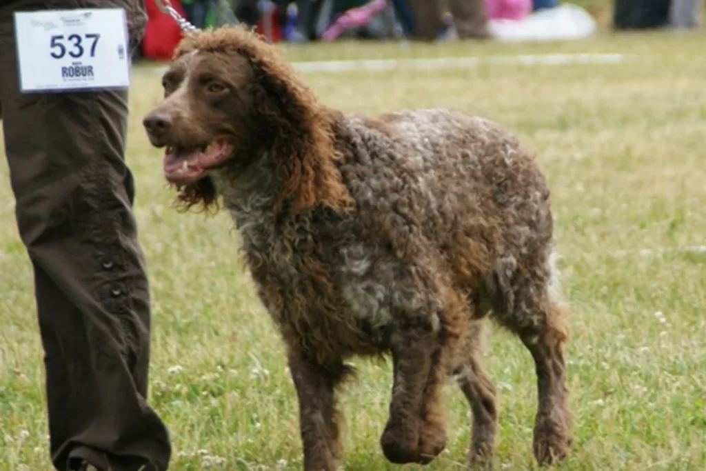 PONT-AUDEMER SPANIEL - FCI Group 7