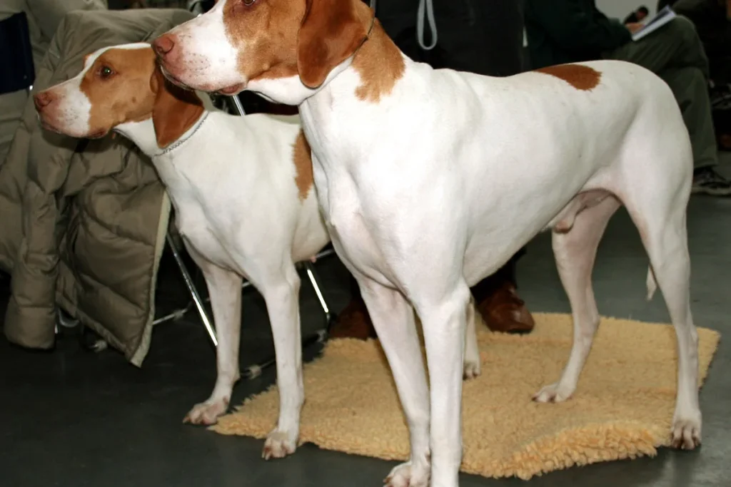 SAINT GERMAIN POINTER - FCI Group 7