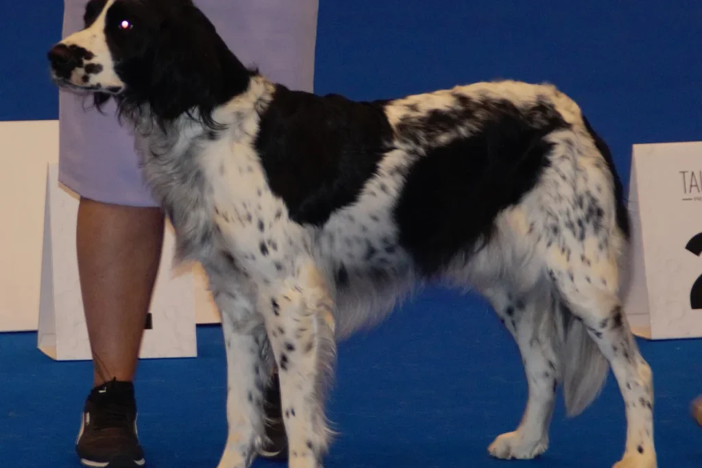 LARGE MUNSTERLANDER - FCI Group 7