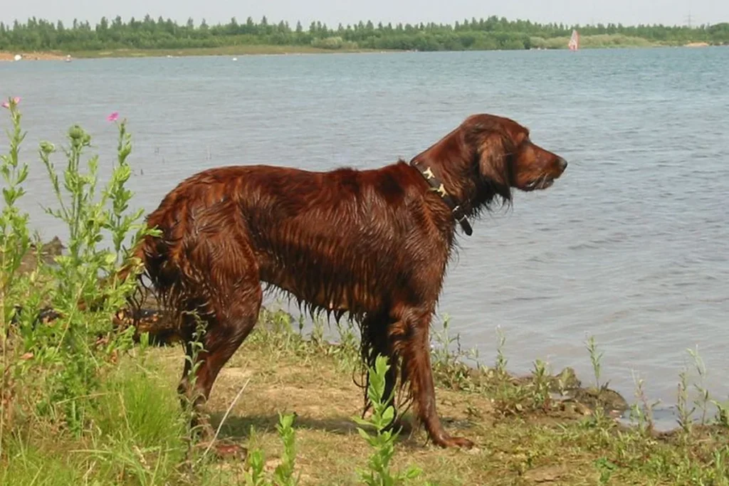 IRISH RED SETTER - FCI Group 7