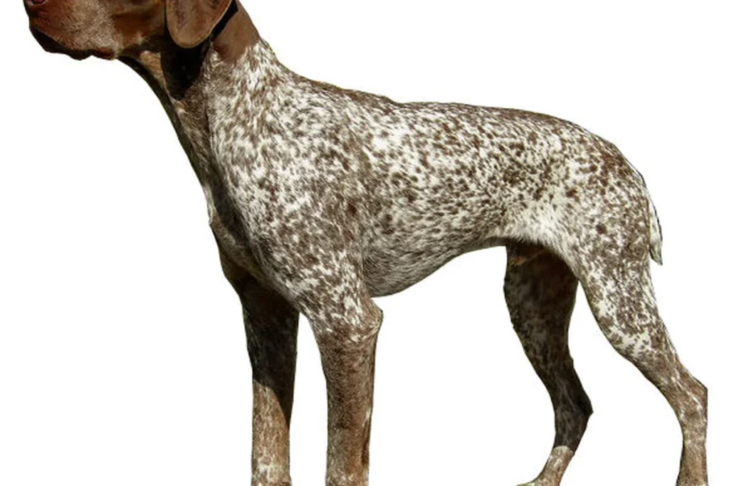 FRENCH POINTING DOG - PYRENEAN TYPE - FCI Group 7