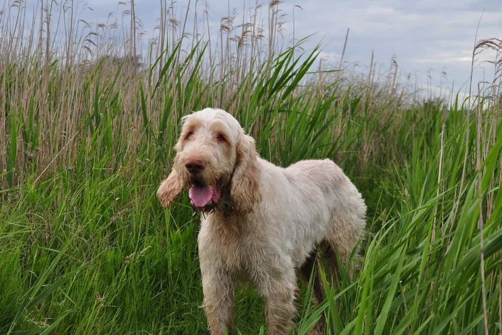 ITALIAN SPINONE - FCI Group 7