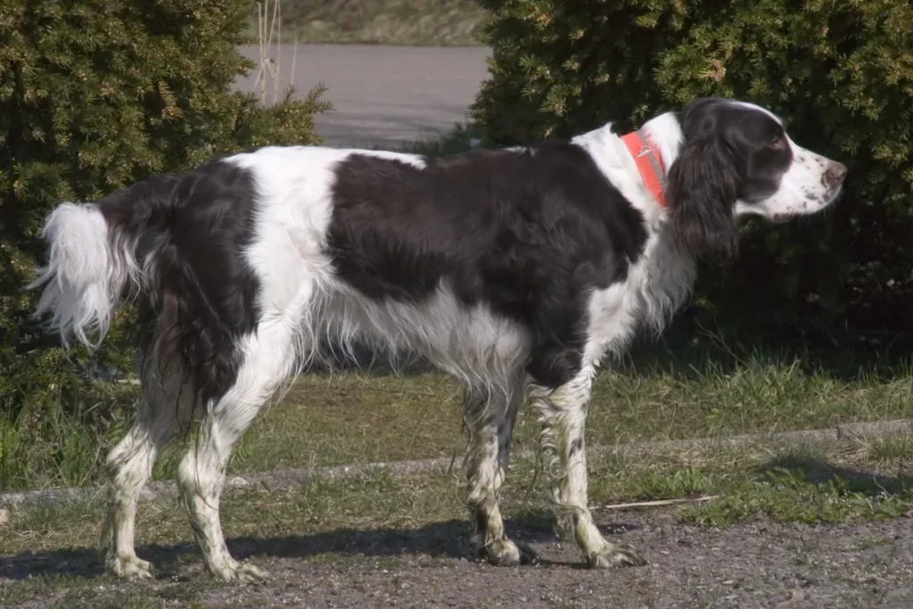 FRENCH SPANIEL - FCI Group 7
