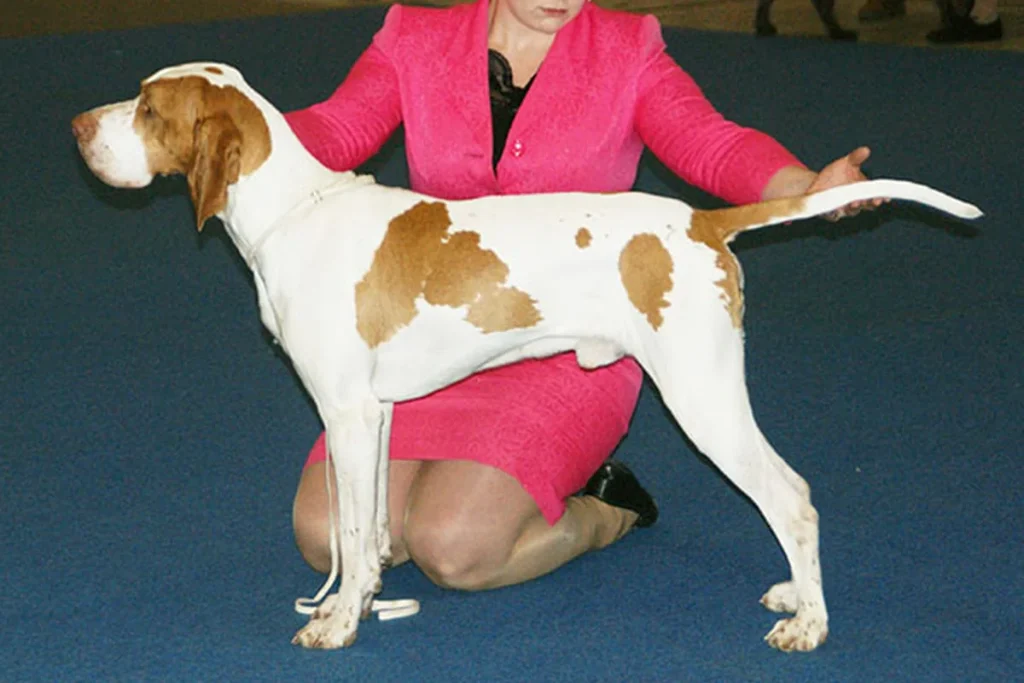 ARIEGE POINTING DOG - FCI Group 7