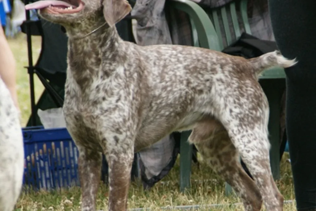 BOURBONNAIS POINTING DOG - FCI Group 7