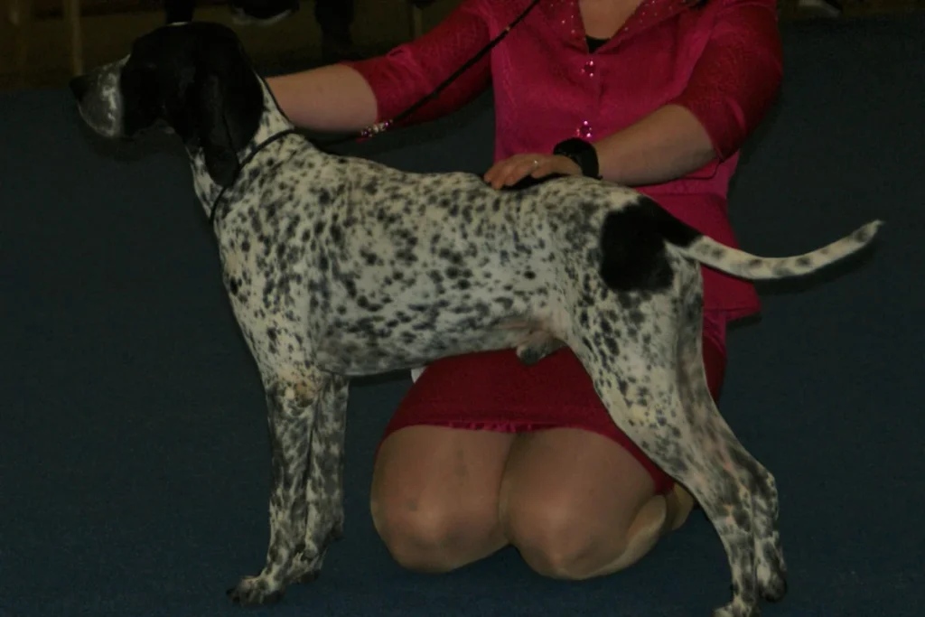 AUVERGNE POINTER - FCI Group 7