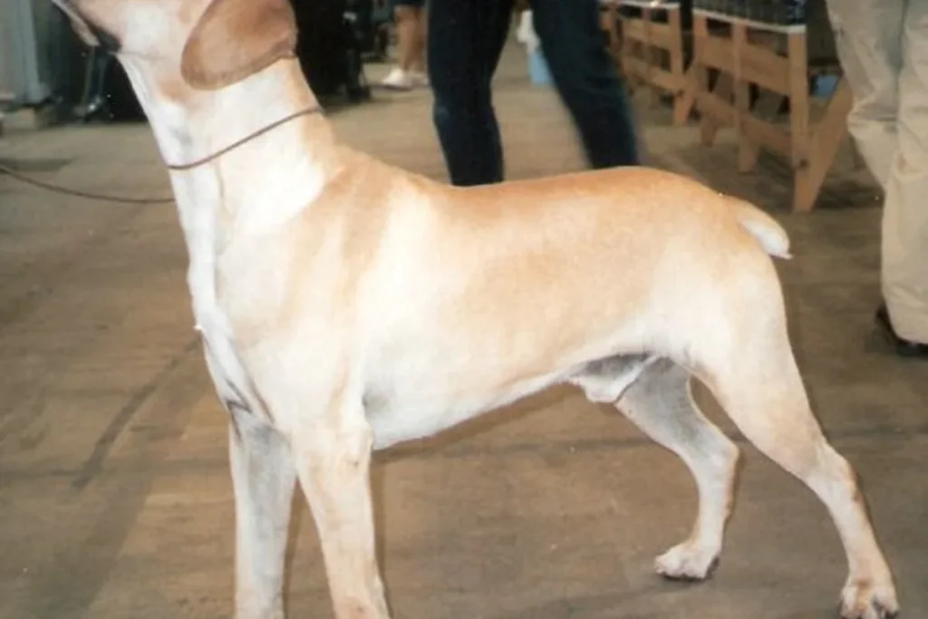 PORTUGUESE POINTING DOG - FCI Group 7