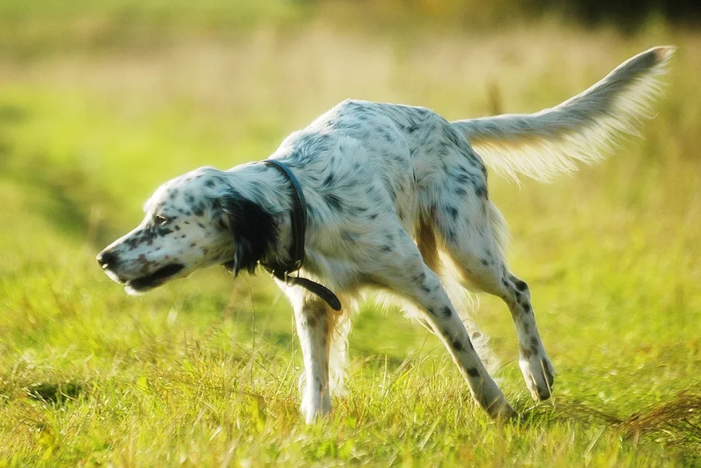 ENGLISH SETTER - FCI Group 7