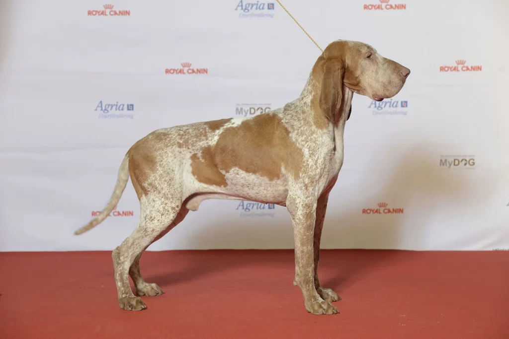 ITALIAN POINTING DOG - FCI Group 7