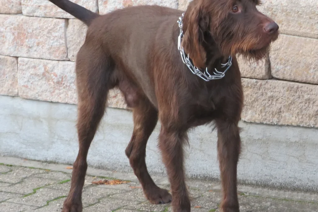 PUDELPOINTER - FCI Group 7