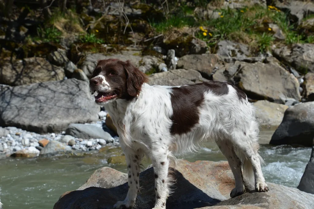 DRENTSCHE PARTRIDGE DOG - FCI Group 7