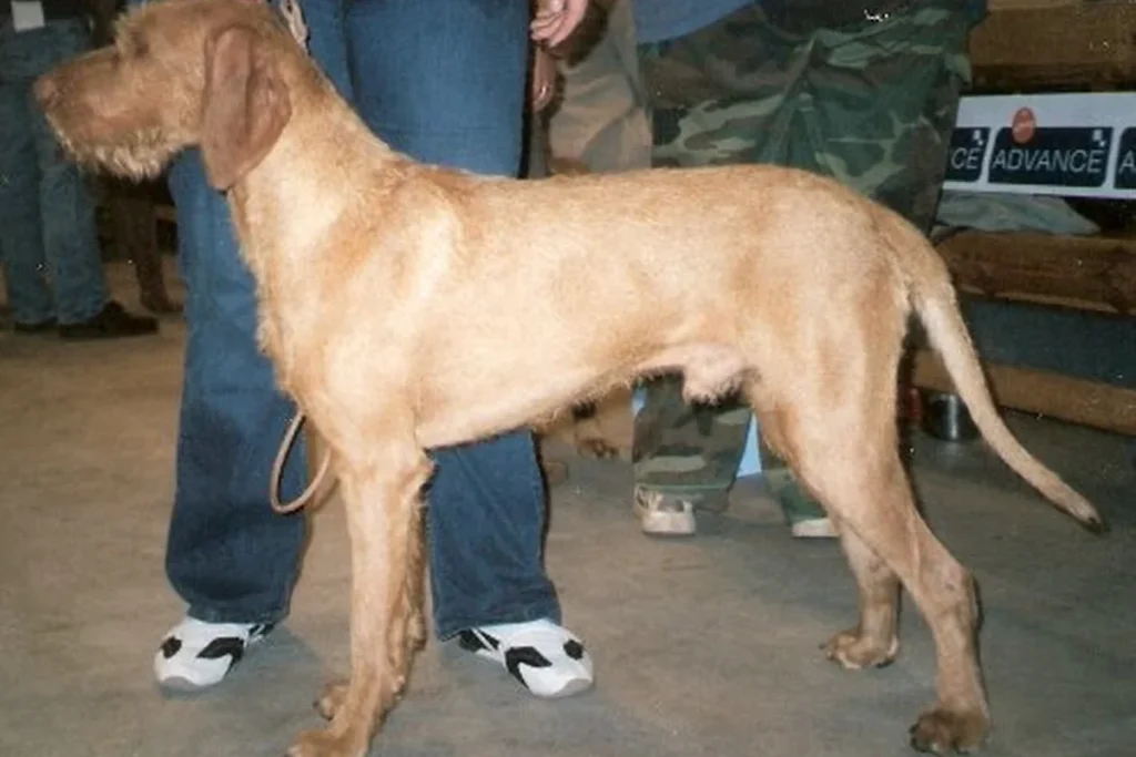 HUNGARIAN WIRE-HAIRED POINTER - FCI Group 7