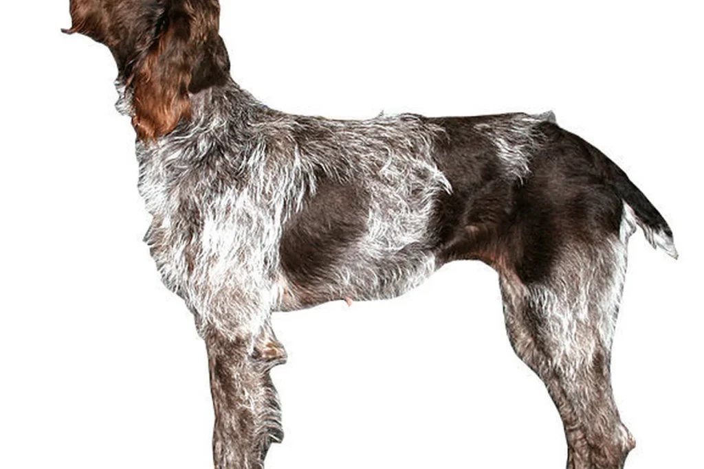 BOHEMIAN WIRE-HAIRED POINTING GRIFFON - FCI Group 7