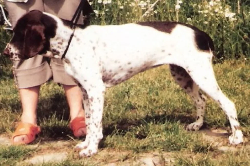 OLD DANISH POINTING DOG - FCI Group 7