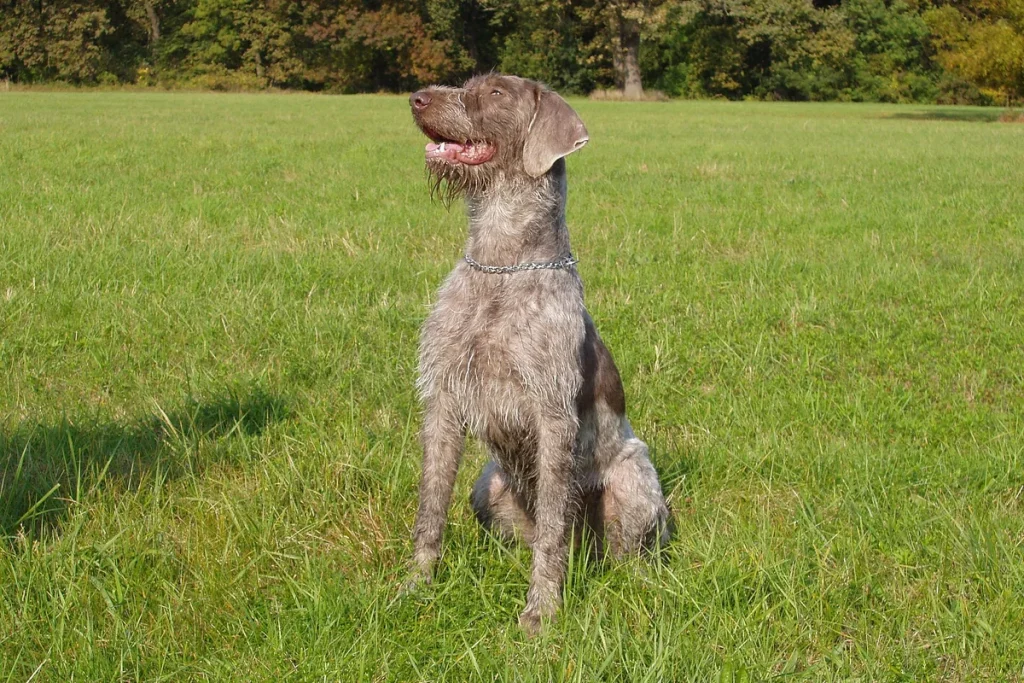 WIREHAIRED SLOVAKIAN POINTER - FCI Group 7