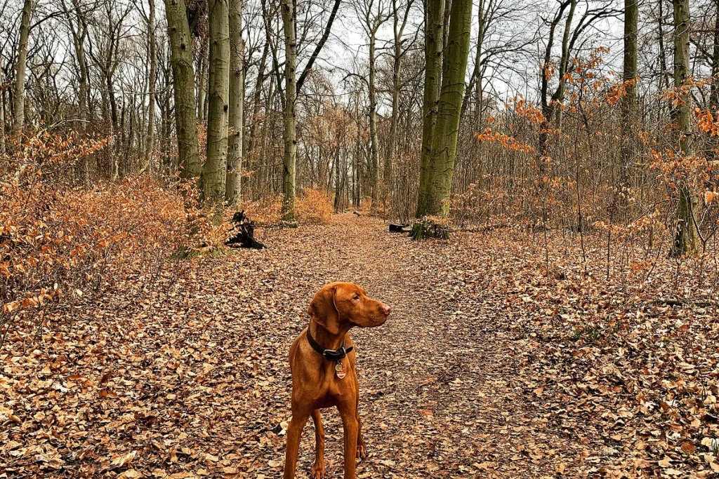 ROVIDSZORU MAGYAR VIZSLA  (HUNGARIAN SHORT-HAIRED POINTER (VIZSLA)) - FCI Group 7