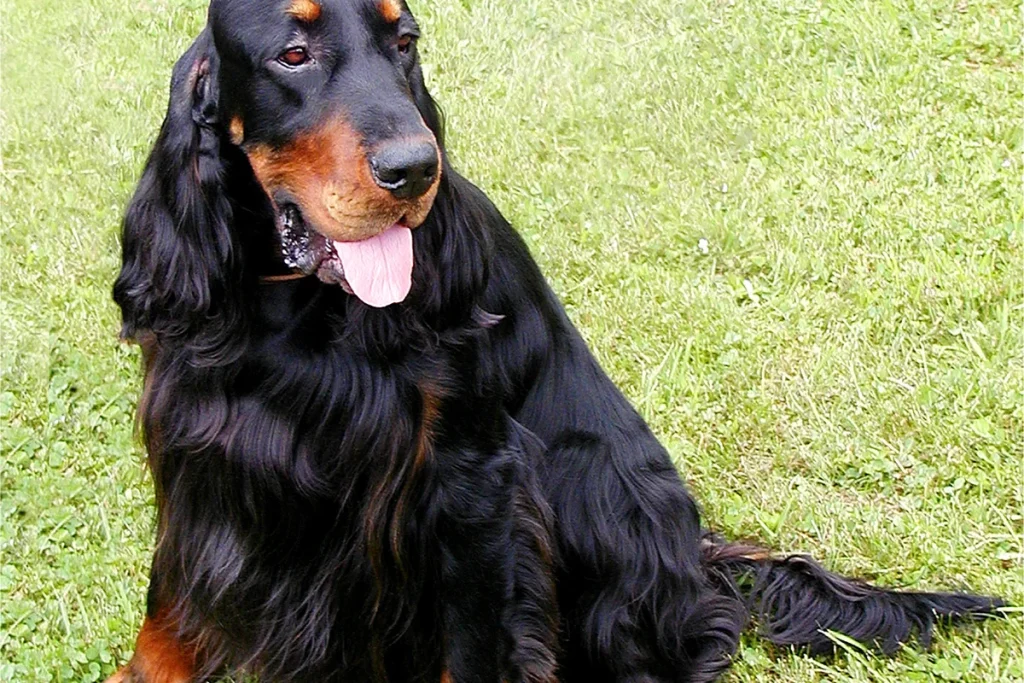 GORDON SETTER - FCI Group 7