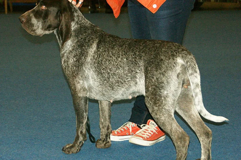 BURGOS POINTING DOG - FCI Group 7