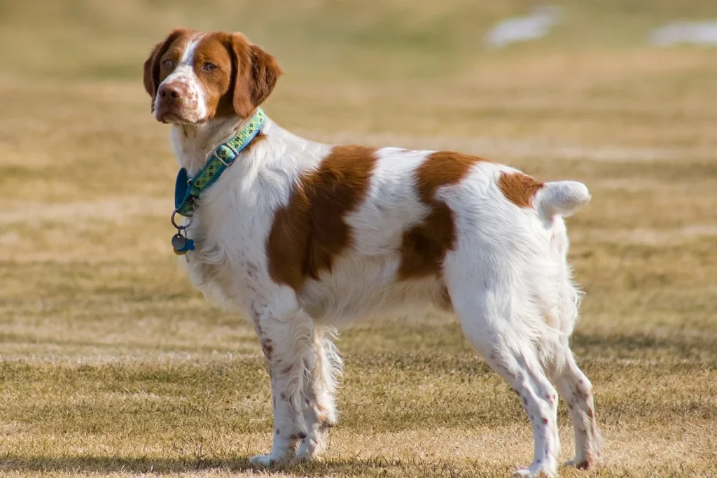 BRITTANY SPANIEL - FCI Group 7