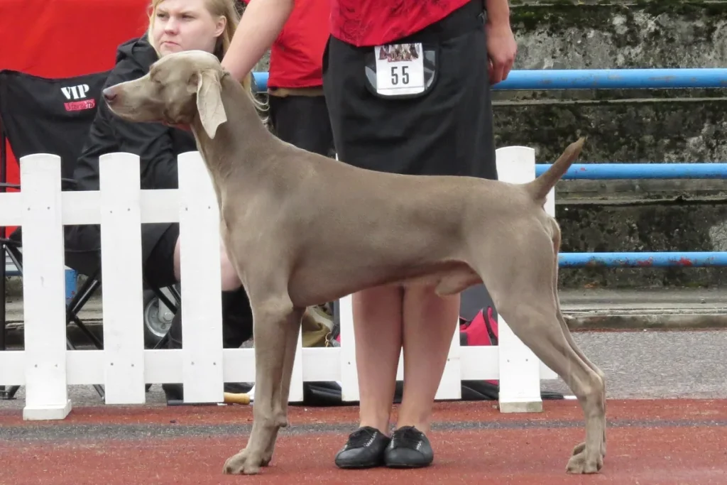 WEIMARANER - FCI Group 7