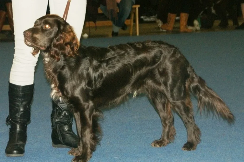 GERMAN SPANIEL - FCI Group 8