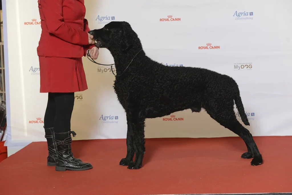 CURLY COATED RETRIEVER - FCI Group 8