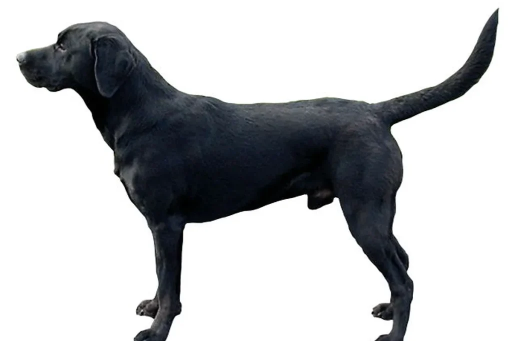 LABRADOR RETRIEVER - FCI Group 8