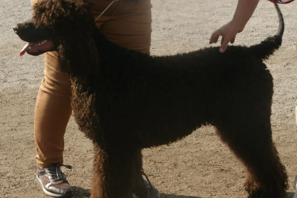 IRISH WATER SPANIEL - FCI Group 8