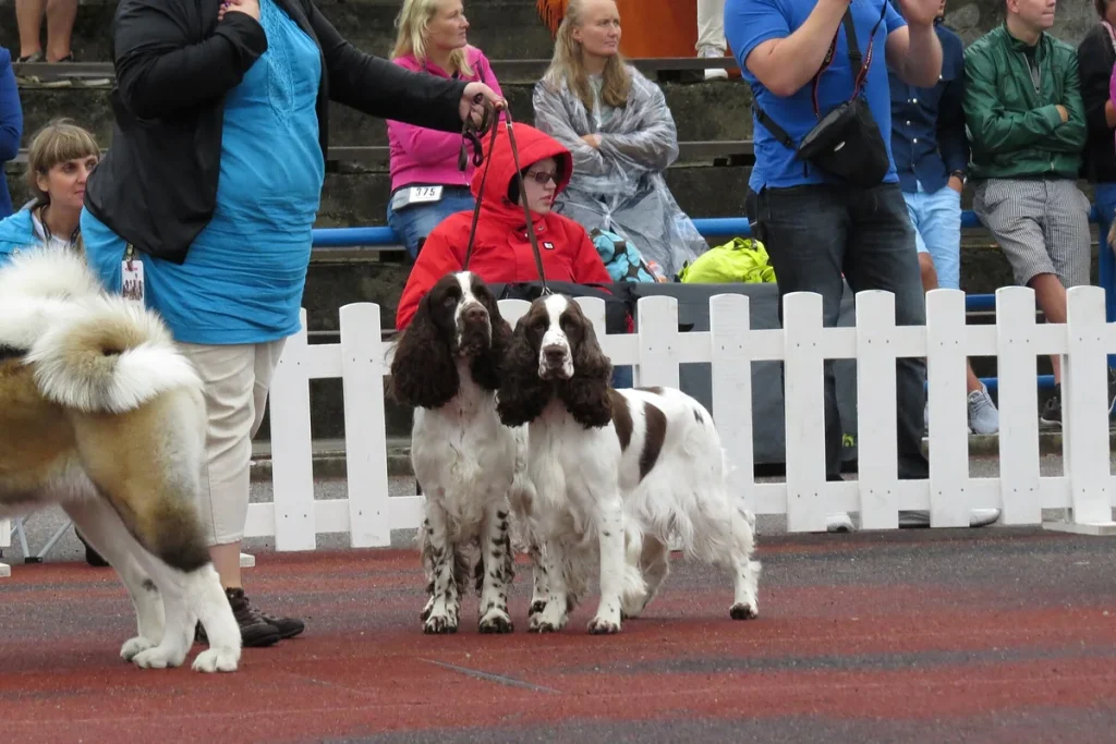 ENGLISH SPRINGER SPANIEL - FCI Group 8