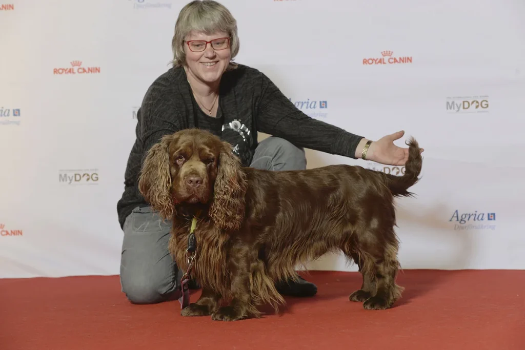 SUSSEX SPANIEL - FCI Group 8