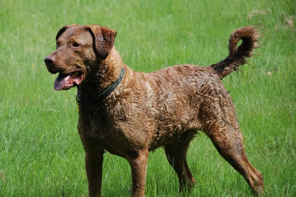 CHESAPEAKE BAY RETRIEVER - FCI Group 8