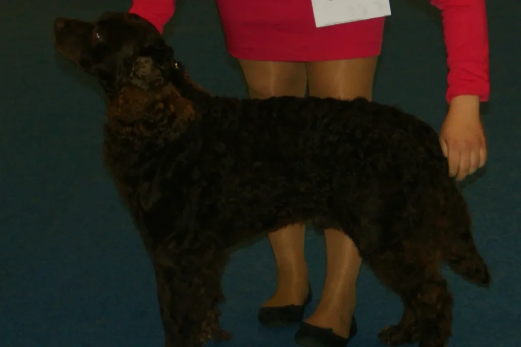 AMERICAN WATER SPANIEL - FCI Group 8