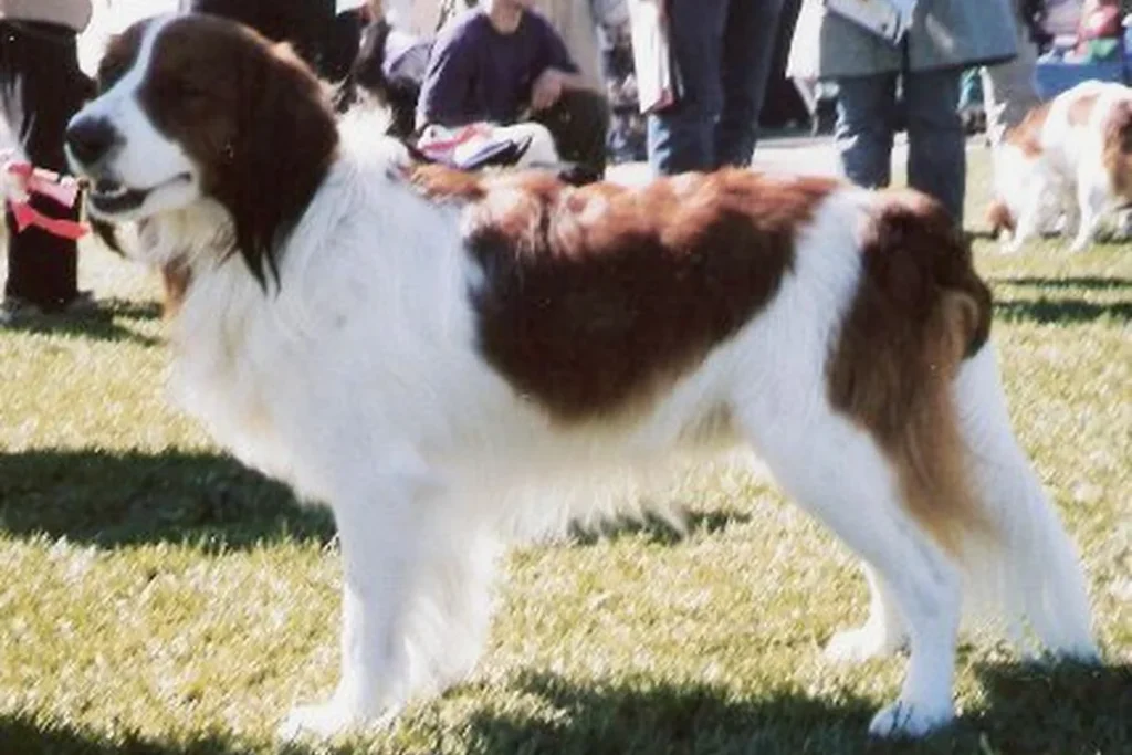 NEDERLANDSE KOOIKERHONDJE - FCI Group 8