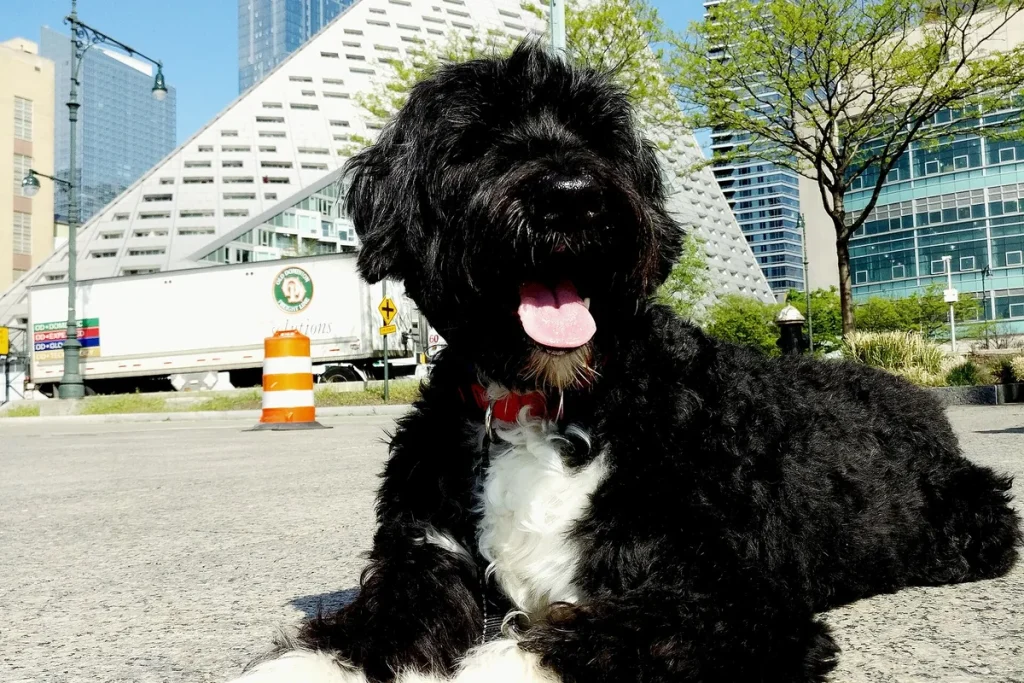 PORTUGUESE WATER DOG - FCI Group 8